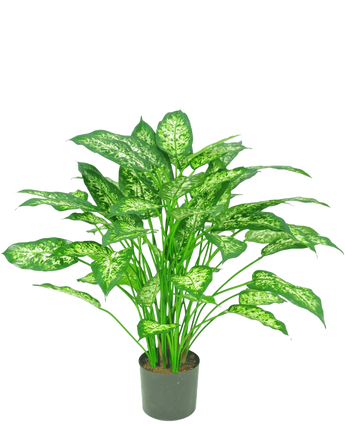 De Kunstplant Dieffenbachia 75 cm is een groene potplant met grote, puntige bladeren met lichtgroene en witte bonte schakering, afgebeeld tegen een effen witte achtergrond.
