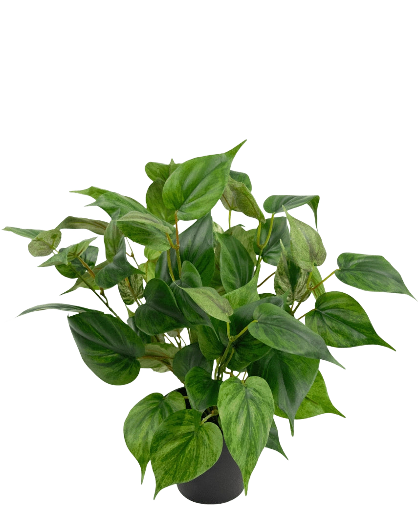 Une plante artificielle vivante Philodendron dans un pot de 35 cm avec des feuilles en forme de cœur se trouve dans un pot noir élégant, sur un fond blanc uni.