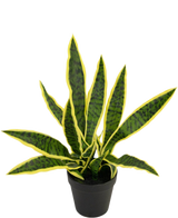 Une plante artificielle Sansevieria Laurentii de 44 cm dans un pot décoratif avec de longues feuilles vertes dressées, des bords jaunes et des rayures sombres est présentée sur un fond blanc uni.