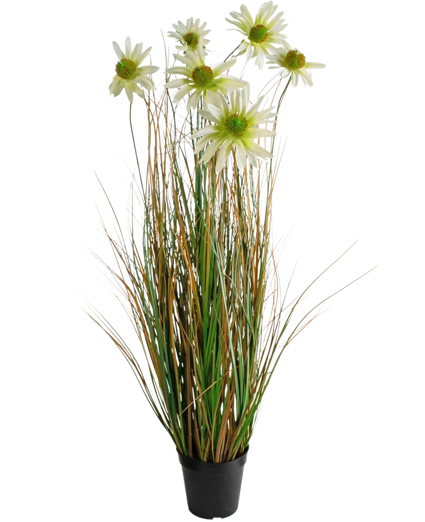 Le Gazon Artificiel Chrysanthème Oignon Pot 90cm ignifuge est une plante artificielle en pot avec de longues feuilles vertes et brunes ressemblant à de l'herbe, surmontées de fleurs de marguerites blanches au cœur jaune.