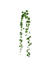 De Kunst Klimop Slinger 180 cm groen heeft een enkele groene klimoprank met meerdere bladeren die sierlijk in een boogvorm tegen een effen witte achtergrond hangt.