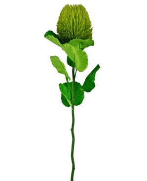 La fleur artificielle Banksia 59 cm verte est une fleur simple en soie verte avec une fleur ronde et moelleuse et des feuilles dentelées sur une longue tige - idéale pour toute décoration de fleurs artificielles et magnifique sur un fond blanc uni.