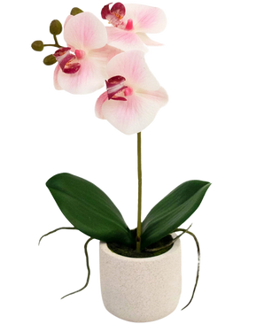 De Kunst Orchidee Real Touch 30 cm roze/wit heeft lichtroze en witte bloemen, een lange groene steel, brede groene bladeren en zichtbare wortels in een eenvoudige witte pot tegen een witte achtergrond.