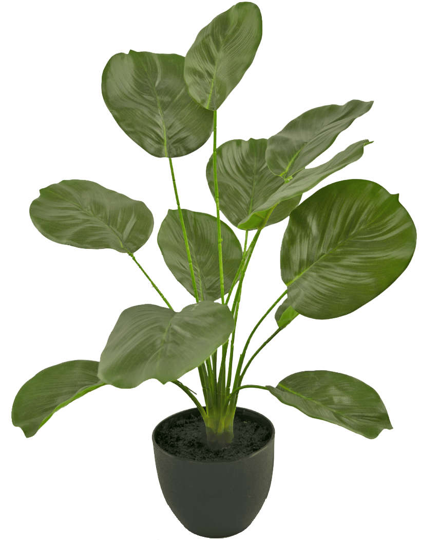 Le Calathea artificiel vert de 58 cm a de grandes feuilles vertes brillantes en forme de cœur sur de longues tiges et est présenté dans un simple pot rond noir sur fond blanc.