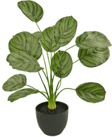 De Kunst Calathea 58 cm donker groen heeft grote, ovale groene bladeren met lichte en donkere strepen, groeiend aan rechtopstaande stelen in een zwarte pot gevuld met aarde.