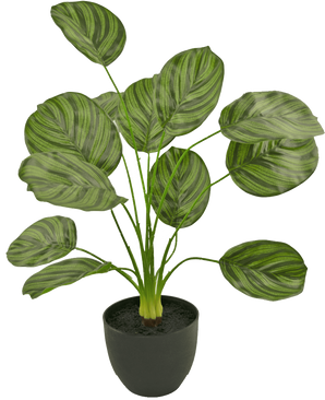 De Kunst Calathea 58 cm donker groen heeft grote, ovale groene bladeren met lichte en donkere strepen, groeiend aan rechtopstaande stelen in een zwarte pot gevuld met aarde.