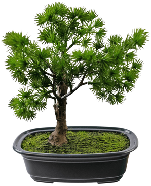 La Plante Artificielle Bonsaï Genévrier 20 cm présente des feuilles vertes denses et épineuses dans un pot rectangulaire noir avec de la mousse, sur un fond blanc uni.