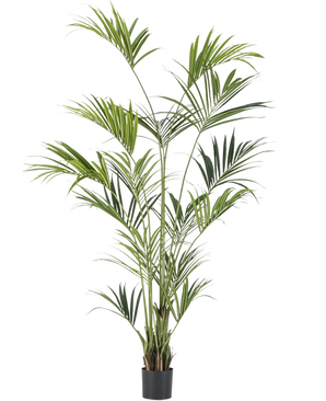 De Kunstpalm Kentia 220 cm heeft lange, slanke groene bladeren en meerdere stelen - ideaal om kunstplanten elegantie te geven aan elk tropisch interieur. Hier afgebeeld tegen een effen witte achtergrond.