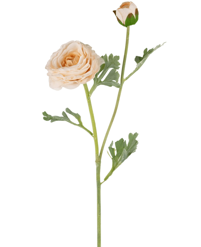 La renoncule artificielle Real Touch Crème 60 cm a une seule tige de renoncule de couleur pêche avec des pétales superposés, un bourgeon fermé plus petit et des feuilles lobées vertes, le tout magnifiquement détaillé et isolé sur un fond blanc.