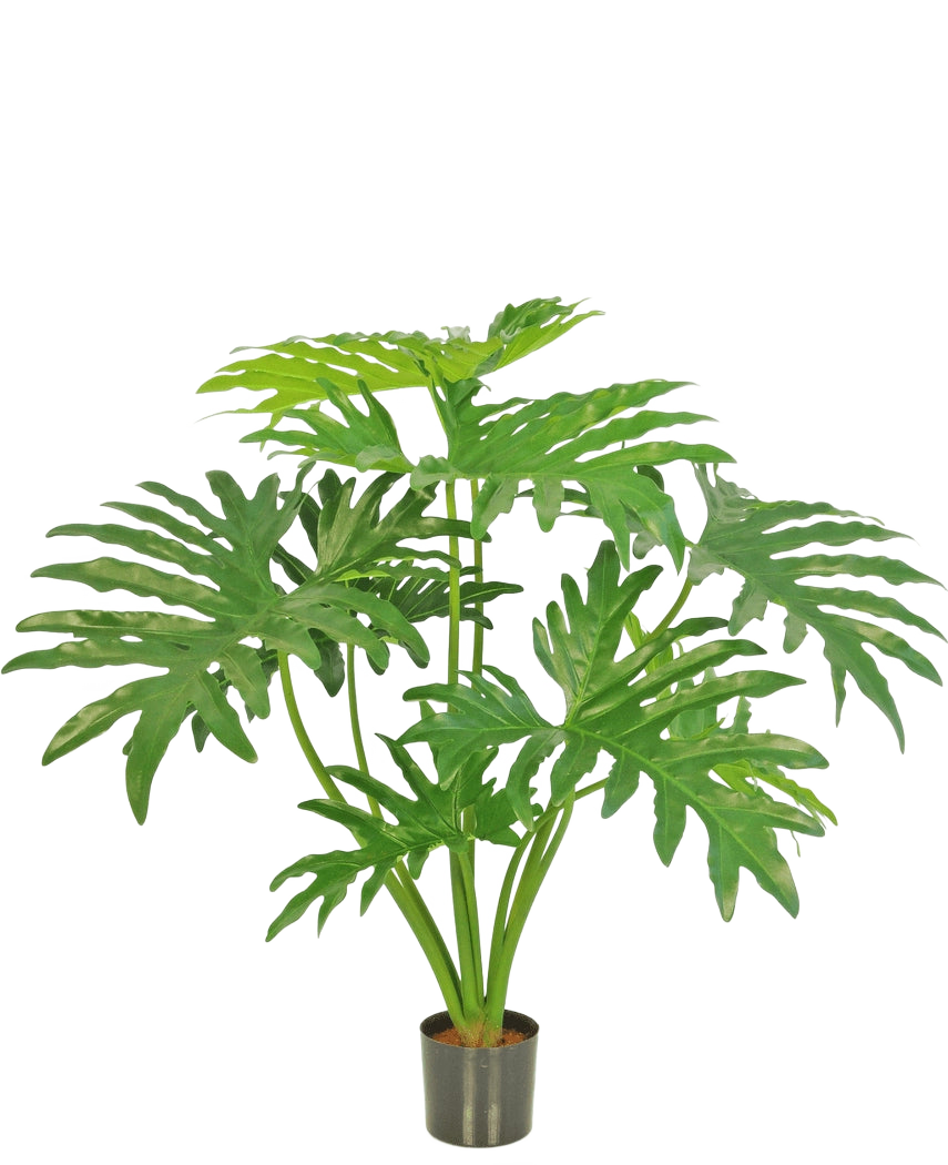 La Plante Artificielle Philodendron 80 cm est une plante artificielle avec de grandes feuilles vertes divisées dans un petit pot noir, représentée sur un fond blanc uni.
