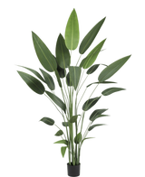 De Kunstplant Heliconia 210 cm heeft lange, slanke groene stelen en grote, puntige bladeren in een zwarte pot - ideaal om de schoonheid van grote planten in elke ruimte te brengen.