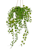 La plante succulente suspendue artificielle dans un pot en ciment de 43 cm a de longues feuilles vertes pendantes de formes rondes et est suspendue avec une corde sur un fond blanc.