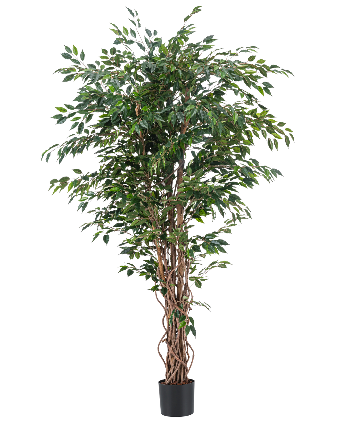 La plante artificielle Ficus Liana 180 cm présente des troncs bruns élancés et torsadés et de nombreuses feuilles vertes dans un pot noir, sur un fond blanc uni. Idéale pour ajouter une verdure luxuriante et élégante à votre intérieur avec cette plante artificielle réaliste.