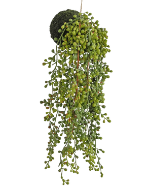 De Kunst hangplant vetplant op bol 40 cm heeft een parelmoerachtige plant met kleine, ronde groene blaadjes die uit een met mos bedekte bol komen, tegen een witte achtergrond.