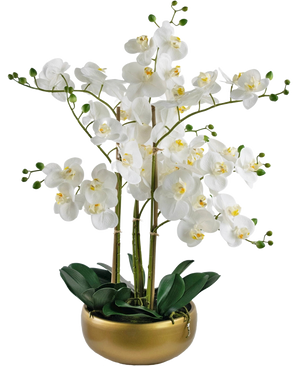 L'orchidée artificielle Real Touch 50 cm blanche présente des orchidées blanches réalistes avec des cœurs jaunes et des bourgeons verts, le tout disposé avec des feuilles vertes dans un élégant pot doré.