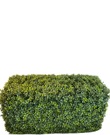De Kunsthaag Buxus Romeinse Stijl (90 x 35 x 50 cm) is een dichte, rechthoekige groene haag met kleine blaadjes, geïsoleerd afgebeeld op een witte achtergrond.