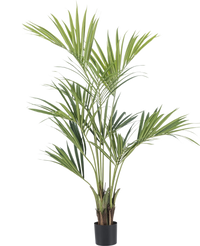 Kunstpalm Kentia 165 cm