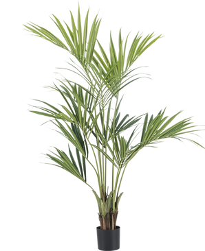 De Kunstpalm Kentia 165 cm is een hoge kunstpalm met lange, slanke groene bladeren die zich naar boven en naar buiten uitstrekken, in een zwarte pot tegen een witte achtergrond.