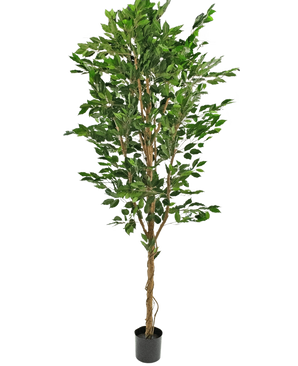 De Kunstplant Ficus Groen 240 cm is een hoge kunstboom met meerdere gevlochten stammen en weelderige groene bladeren, in een compacte zwarte pot tegen een effen witte achtergrond.