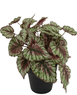 La plante Bégonia artificielle en pot de 25 cm possède de grandes feuilles structurées de couleur verte, blanche et rose. Présenté dans un petit pot noir sur fond blanc uni.