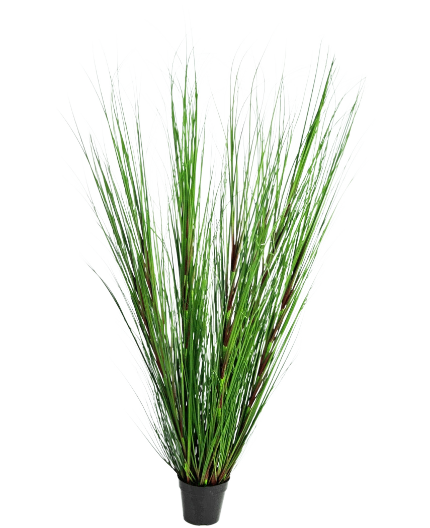 Le gazon artificiel oignon 150 cm ignifuge a de longues feuilles fines et dressées ressemblant à de l'herbe verte et de longues tiges, sur un fond blanc uni.