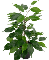 De Kunstplant Ficus in Pot 40 cm heeft brede, glanzend groene bladeren en slanke stelen in een bossige opstelling, tegen een witte achtergrond.