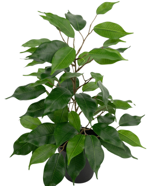De Kunstplant Ficus in Pot 40 cm heeft brede, glanzend groene bladeren en slanke stelen in een bossige opstelling, tegen een witte achtergrond.
