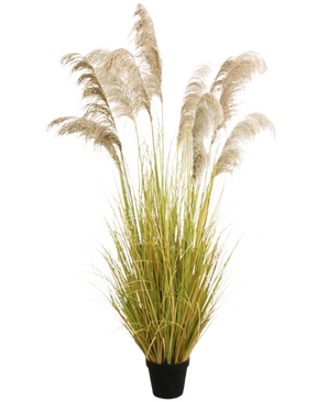 De Kunst Pampasgras 200 cm brandvertragend heeft vederlichte beige pluimen en groengele bladeren in een zwarte pot. Deze elegante kunstgrasplant voegt blijvende natuurlijke schoonheid en brandvertragende veiligheid toe aan elke ruimte.