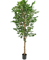 La Plante Artificielle Ficus Vert 240 cm est un grand arbre artificiel avec de multiples troncs tressés et des feuilles vertes luxuriantes, dans un pot noir compact sur un fond blanc uni.