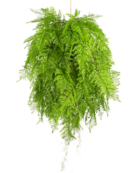 Plante artificielle tombante Fougère avec racines d80 cm avec système de suspension
