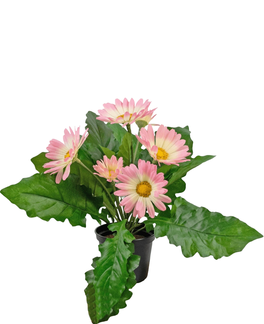 La Plante Artificielle Gerbera UV 28 cm rose a un petit pot noir avec des fleurs de gerbera artificielles roses vibrantes et des feuilles vertes luxuriantes, sur un fond blanc uni.