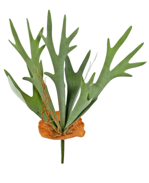 De Kunstplant Staghorn 53 cm heeft groene, geweivormige bladeren en een bruine schildachtige basis, geïsoleerd afgebeeld op een witte achtergrond.
