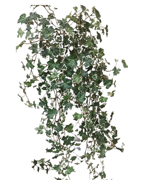 De Kunst Klimop Deluxe Rijk Groen-wit 90 cm heeft weelderige, groene en witgerande hartvormige bladeren op lange, slingerende stelen, tegen een effen witte achtergrond.