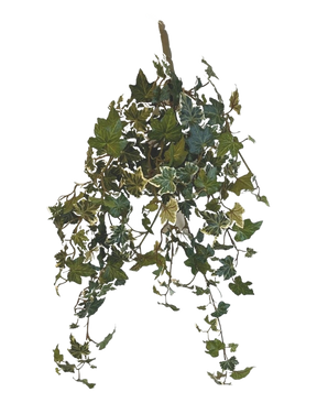 De Kunst Klimop Deluxe Groen-wit 60cm is een hangende tros van kunstmatige klimopranken met groen en wit bonte bladeren tegen een effen witte achtergrond.