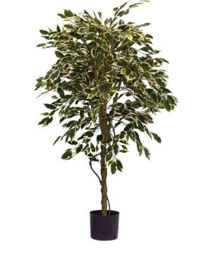 La Plante Artificielle Ficus Panaché 150 cm possède des feuilles colorées vertes et blanches et un tronc torsadé, dans un simple pot noir sur un fond blanc uni.