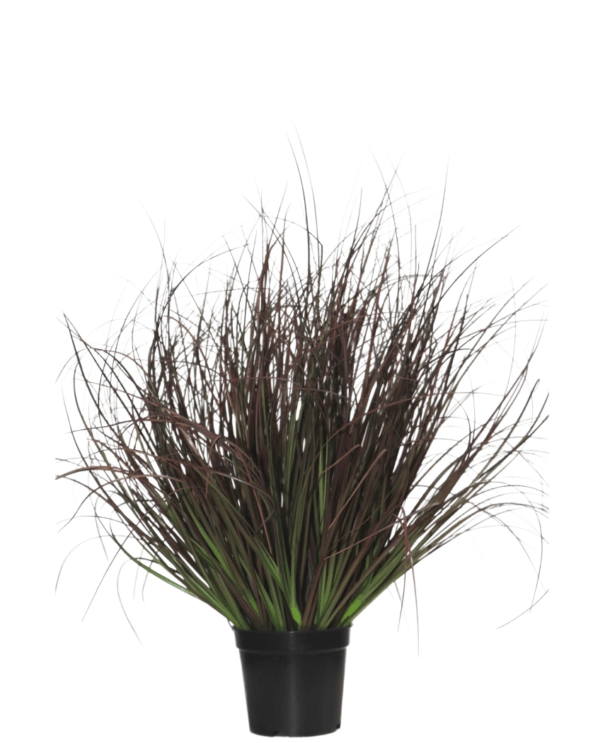Le Gazon Artificiel Plante Pelouse 50 cm ignifuge est livré dans un pot en plastique noir, avec du gazon ornemental épineux aux feuilles longues et fines violet foncé et vertes - parfait pour la décoration intérieure - sur fond blanc.