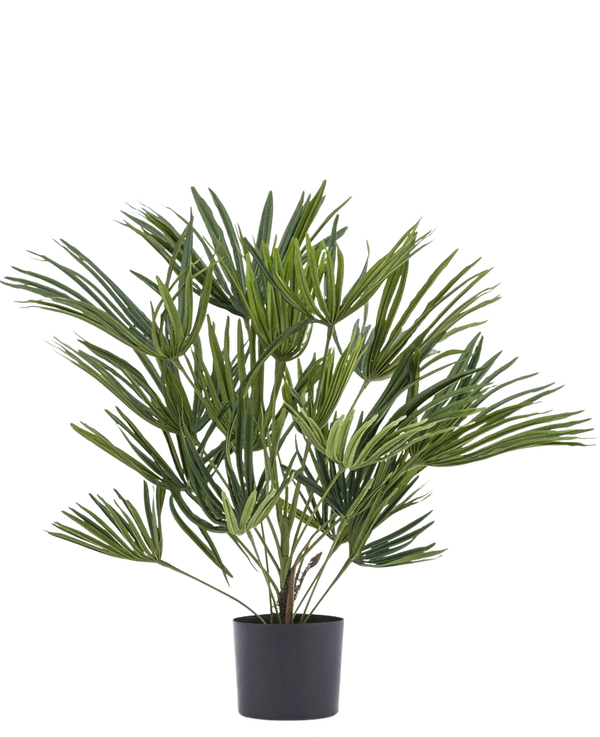 La plante artificielle Baby Palm Fan en pot UV 50 cm a de longues feuilles vertes fines dans un pot élégant - idéal pour ajouter une touche élégante à votre intérieur ou pour combiner avec des pots décoratifs pour plus de style.