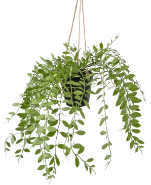 De Kunst hangplant Pumila in pot 30 cm heeft hangend groen blad met slanke stengels en veel kleine, ovale blaadjes, hangend aan touw tegen een witte achtergrond.