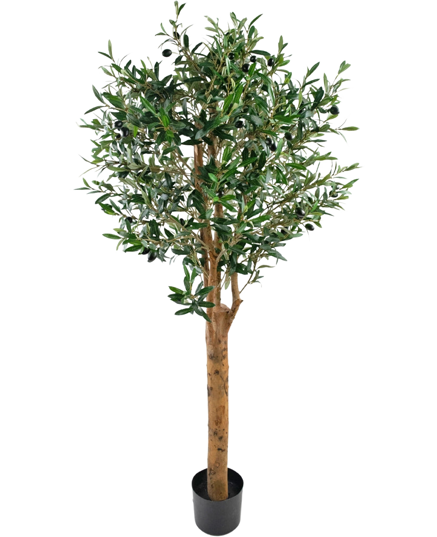 L'Olivier artificiel UV 155 cm est une plante artificielle en pot Easyplants au tronc haut marron, aux feuilles vertes denses et aux petites olives noires, élégantes sur un fond blanc uni.