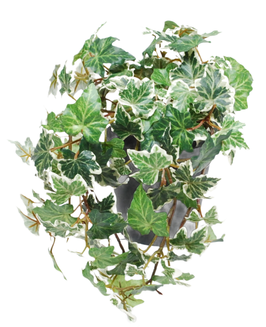 Le Lierre Artificiel Deluxe vert-blanc en pot 22 cm UV est composé de lierre anglais panaché de vert et de blanc qui tombe en cascade sur un pot gris sur fond blanc.