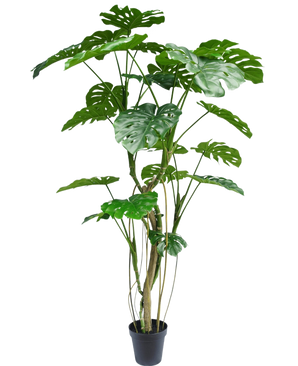 La plante artificielle Monstera 210 cm est une plante en pot haute avec plusieurs longues tiges et de grandes feuilles vertes fendues et brillantes qui ressemblent à un véritable monstera. Montré ici sur un fond blanc uni.
