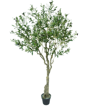 L'olivier artificiel 200 cm a un tronc mince brun clair, de nombreuses feuilles vertes et de petites olives foncées sur les branches. Cet olivier artificiel semble réaliste sur un fond blanc.