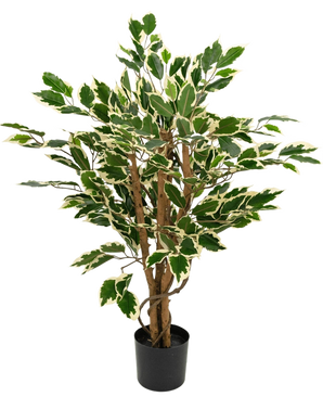 Plante artificielle Ficus Vert/blanc de 90 cm avec des troncs marron et des feuilles vertes aux bords blancs, présentée sur un fond uni blanc.