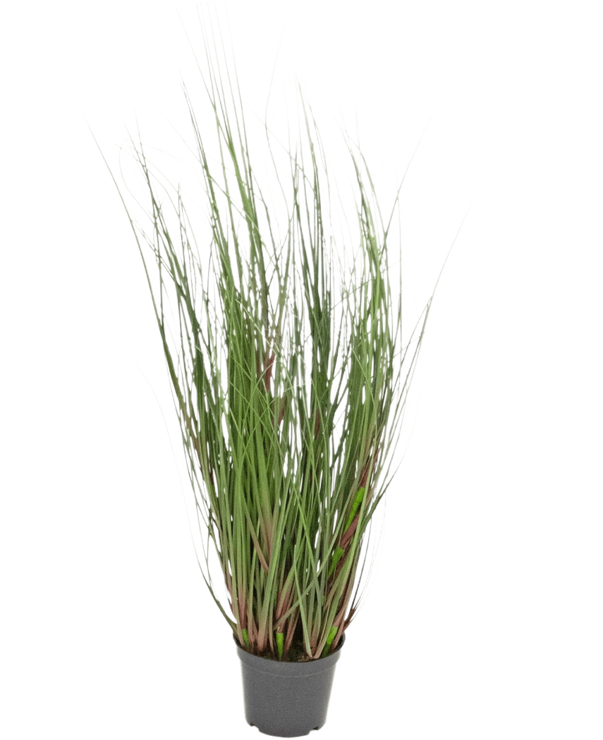 Le Gazon Artificiel Oignon 60 cm ignifuge est une graminée ornementale en pot avec de longs et fins brins verts et quelques tiges rougeâtres, sur un fond uni blanc.