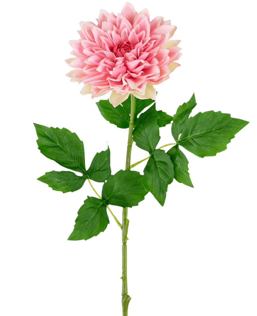 Le Kunst Georgine Real Touch Pink 70 cm présente un seul dahlia rose avec des pétales superposés, une longue tige verte et plusieurs feuilles, sur un fond blanc uni.
