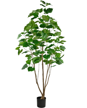 De Kunstplant Ficus 210 cm is een hoge kamerplant in pot met meerdere slanke bruine stengels en weelderige grote groene bladeren, tegen een effen witte achtergrond.