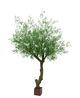 De Kunst Olijfboom met olijven van 270 cm heeft een gedraaide stam, dichte groene bladeren en staat in een kleine, vierkante bruine pot tegen een witte achtergrond.