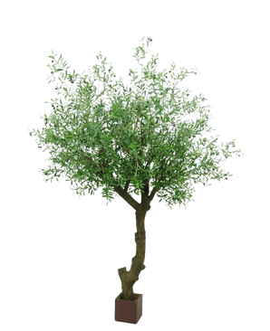 De Kunst Olijfboom met olijven van 270 cm heeft een gedraaide stam, dichte groene bladeren en staat in een kleine, vierkante bruine pot tegen een witte achtergrond.
