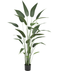 Plante artificielle Heliconia 180 cm
