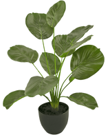 De Kunst Calathea 58 cm groen heeft grote, glanzende groene bladeren op lange stelen, in een zwarte pot met aarde, tegen een witte achtergrond.